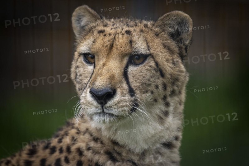 Cheetah