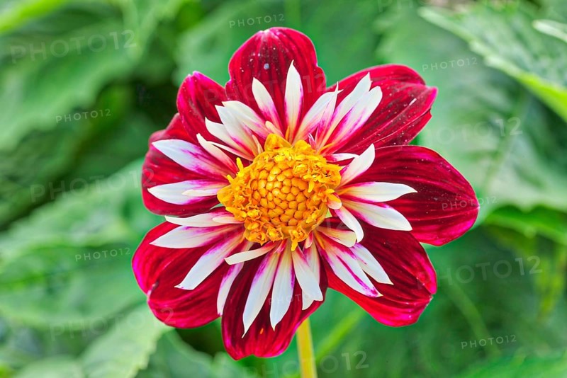 Dahlia
