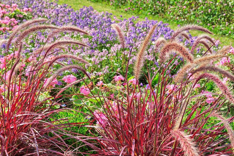 Annual lampbush grass