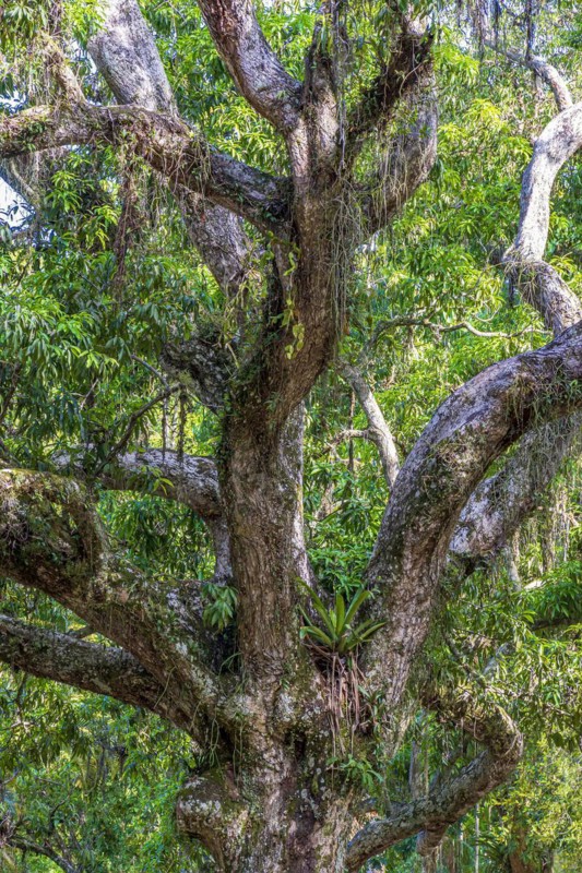 Tree trunk with many parasites in the preserved rainforest of Rio de Janeiro