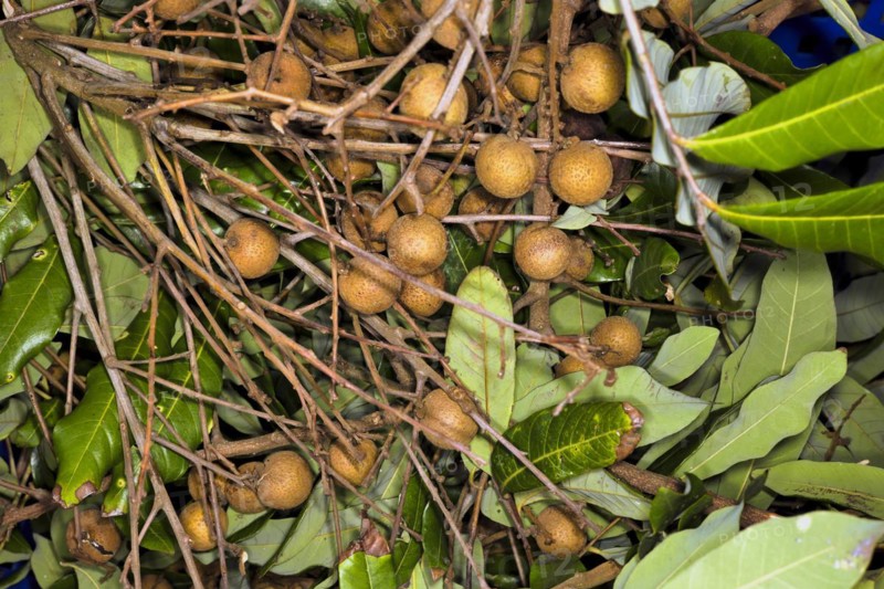 Fruit