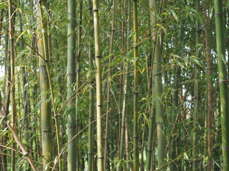 Bamboo tree