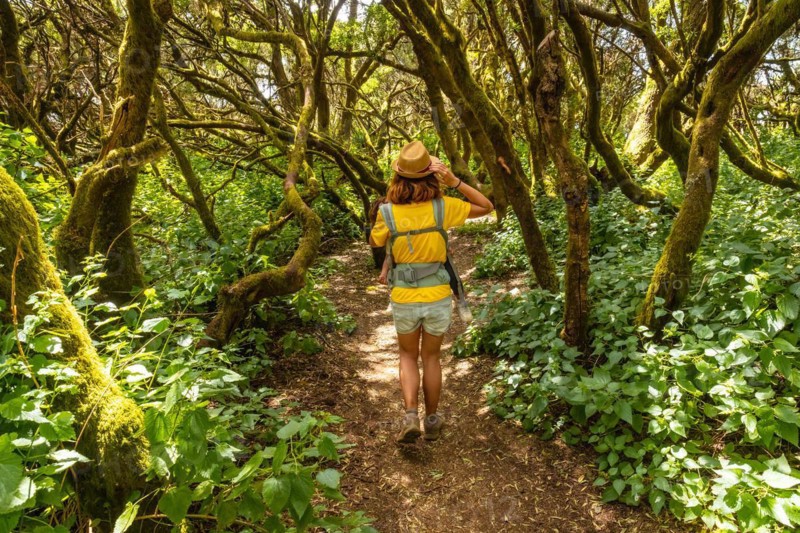 A young girl walking in El Brezal the humid forest park of La Llania in El Hierro