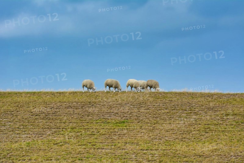Texel sheep