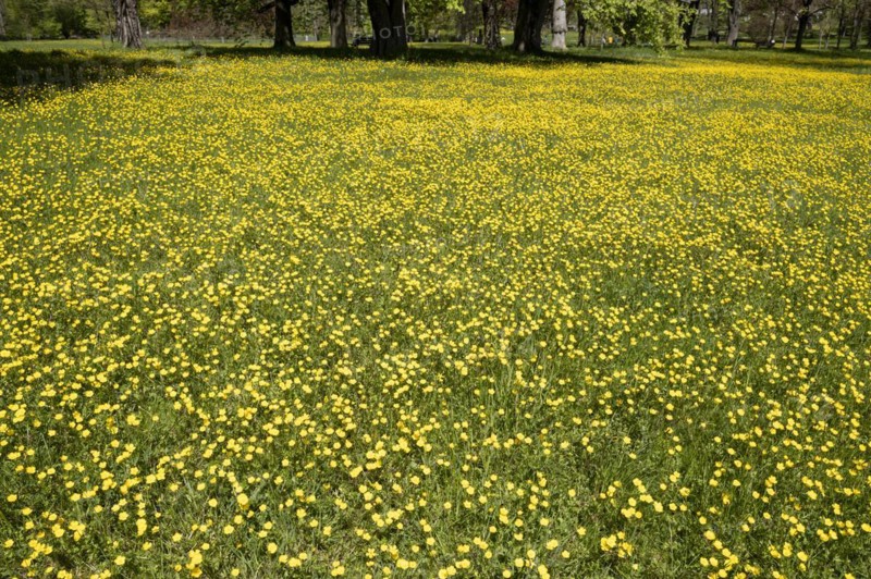 Buttercups