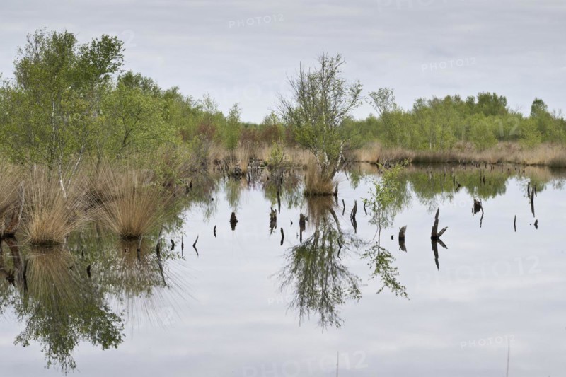 Moorland