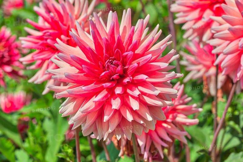 Dahlia