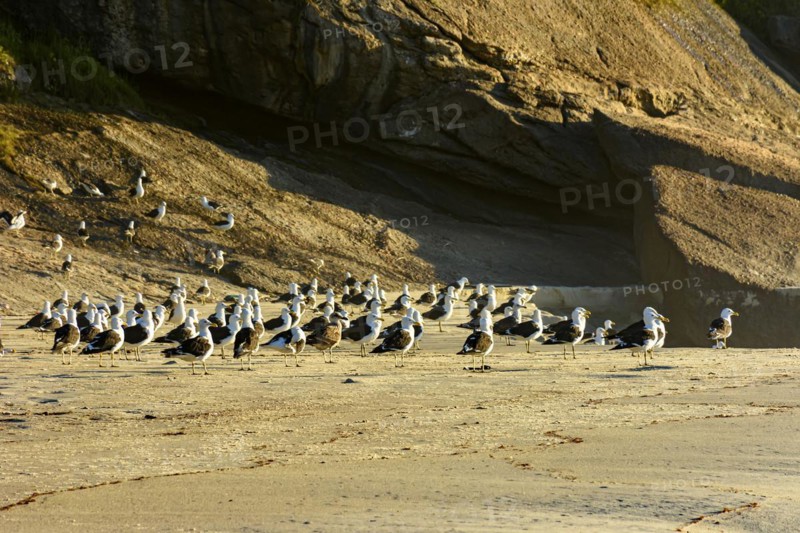 Seagulls resting on the sand at Devil beach in Ipanema in Rio de Janeiro