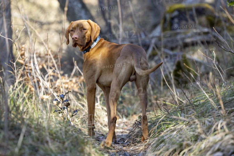 Roevidszoru Magyar Vizsla