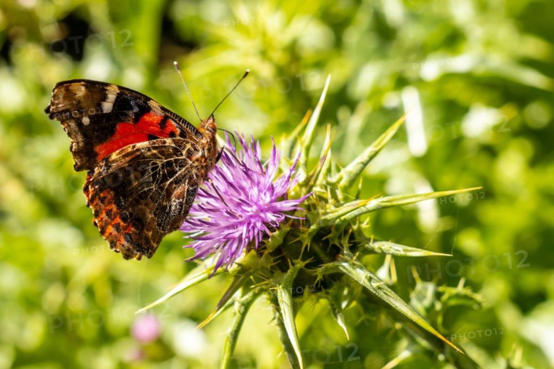 Butterflies in the natural park of La Llania in El Hierro at sunset