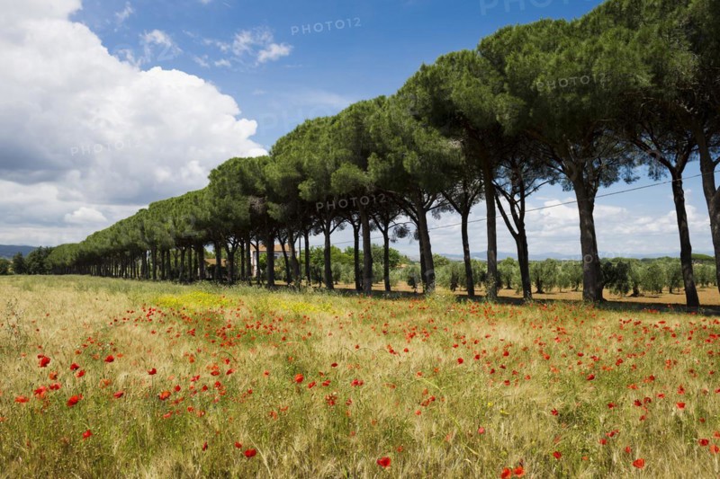 Avenue of pines