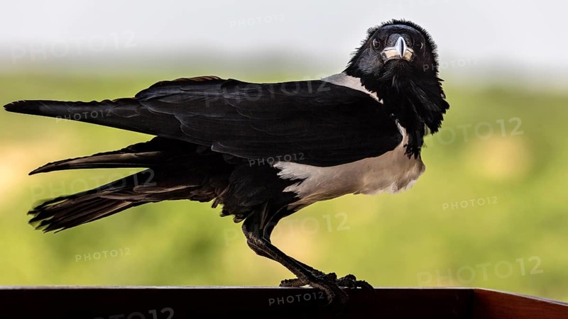 Pied crow