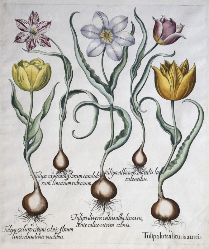 Tulips