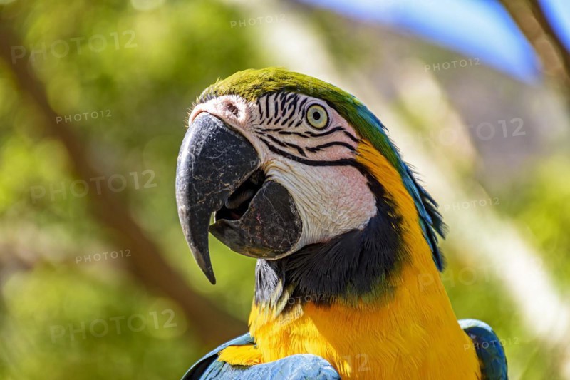 Macaw perched on a branch with vegetation of the Brazilian rainforest behind