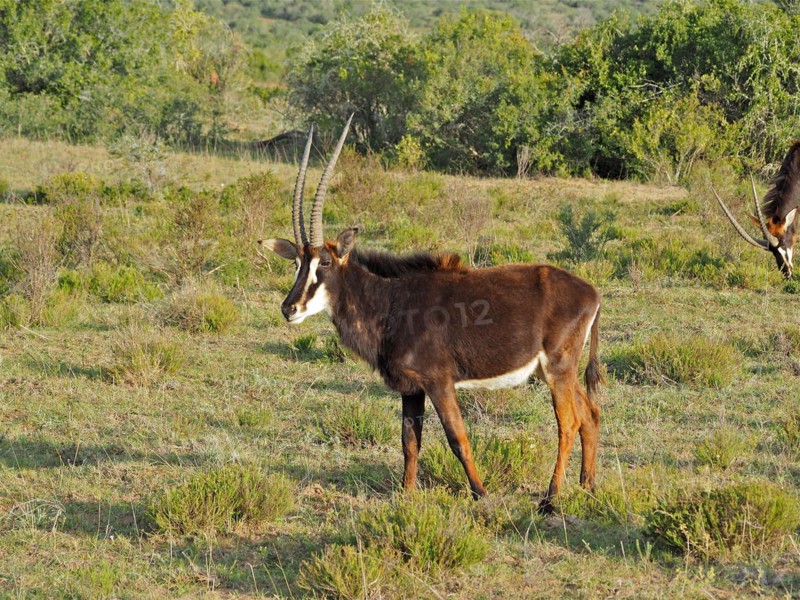 Sable antilope