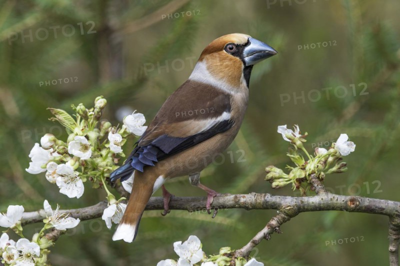 Hawfinch