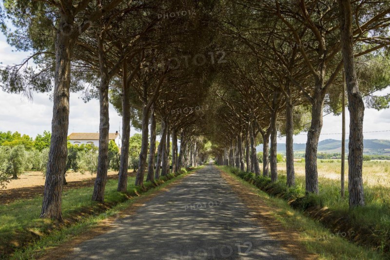 Avenue of pines