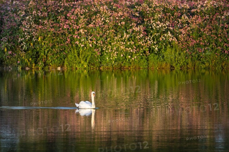 A swan swimming in a lake at golden hour. In the background blossoms of Himalayan Balsam