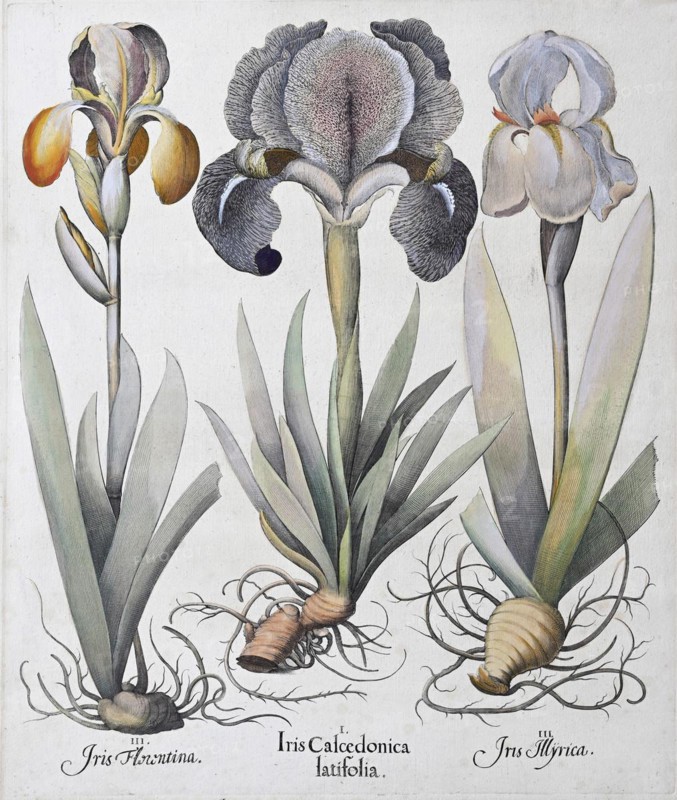 Irises