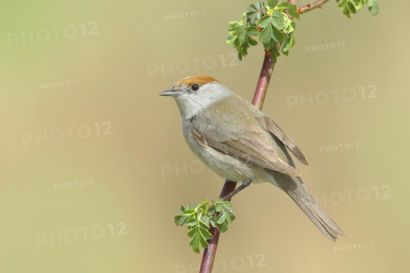 Blackcap