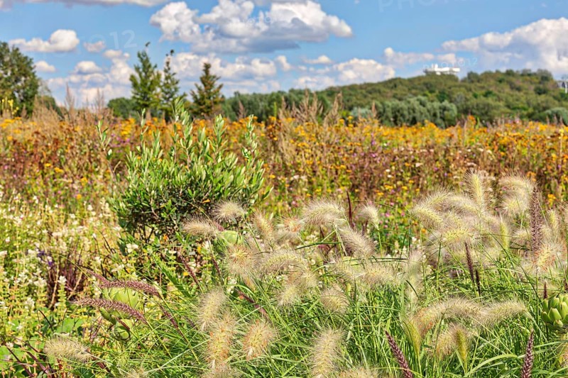 White lampbush grass