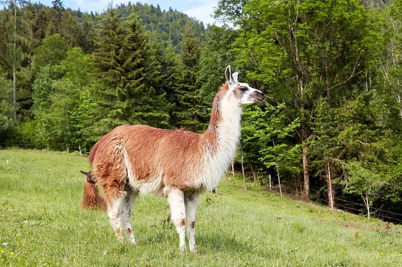 Llama