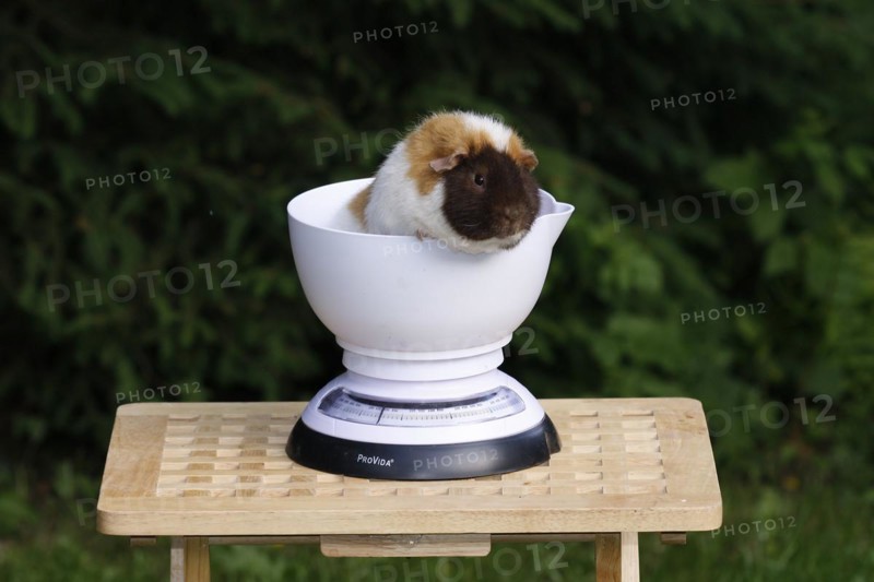 Guinea Pig pigs