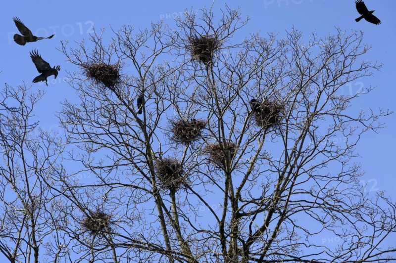 Crows
