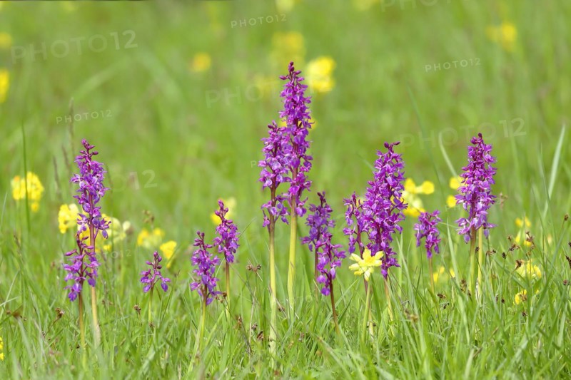 Early purple orchid