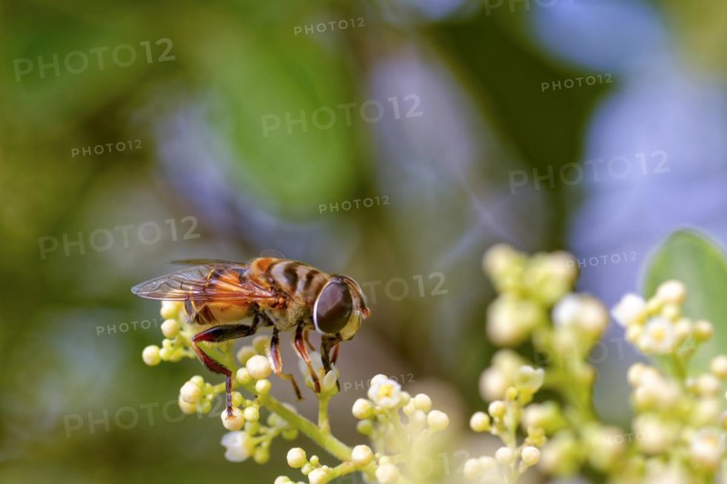 Bee perched on a plant and its flowers while removing the pollen