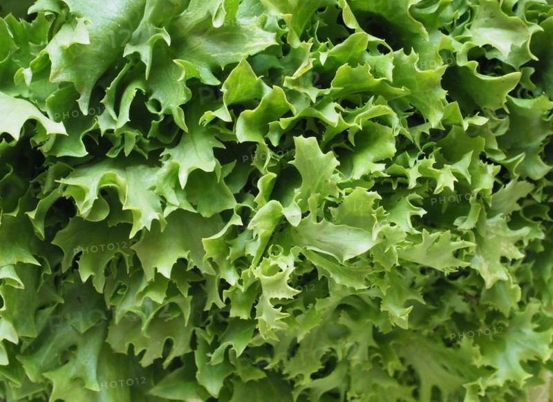 Curly endive