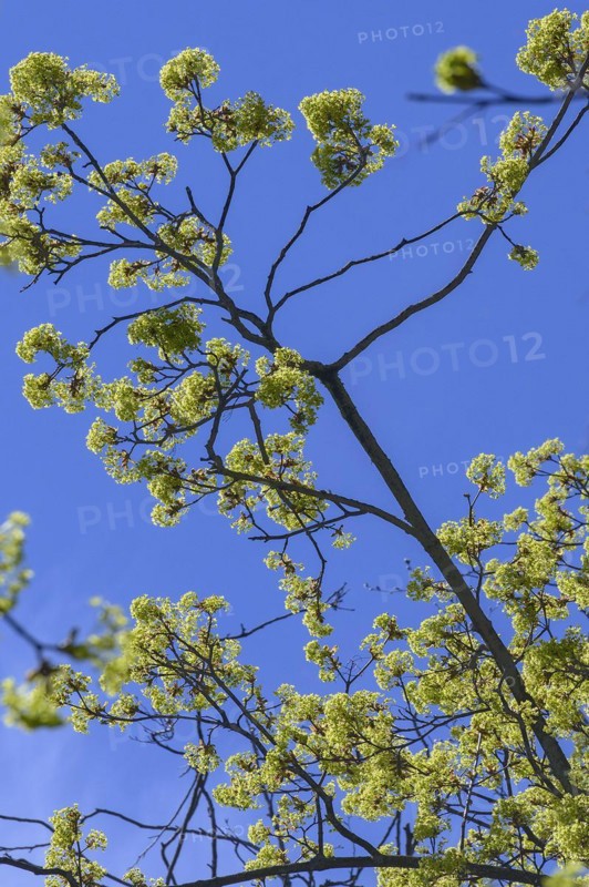 Flowering Norway maple