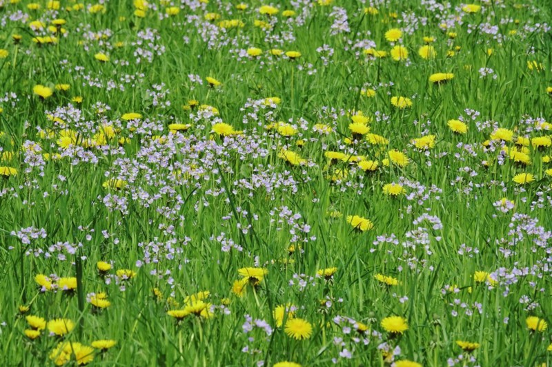 Meadow in spring with dandelion and meadowfoam