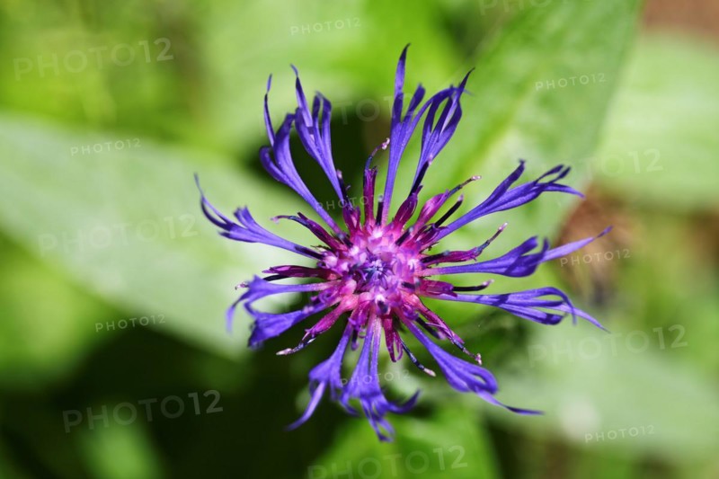 Devil's claw