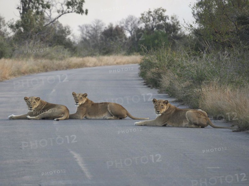 Three lions