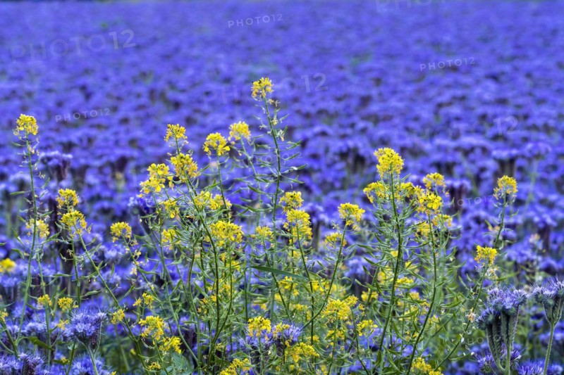 Yellow flowering rape