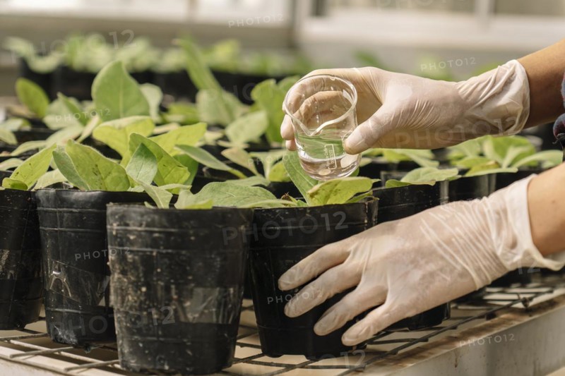 Close-up of a researcher's gloved hands watering plants of