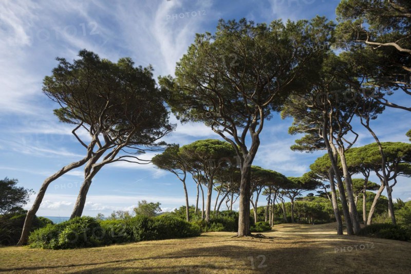 Beach and old pine trees