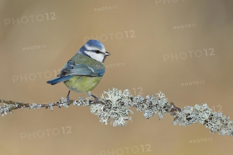 Blue tit