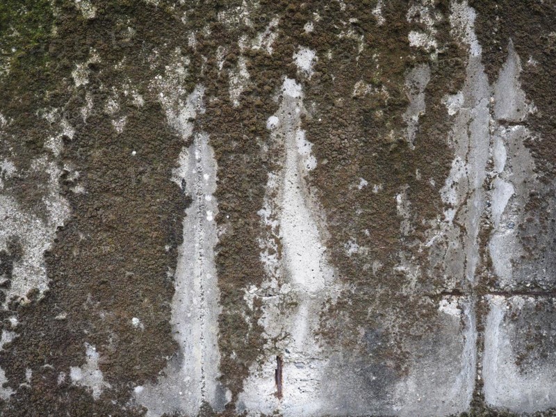 Concrete with moss background