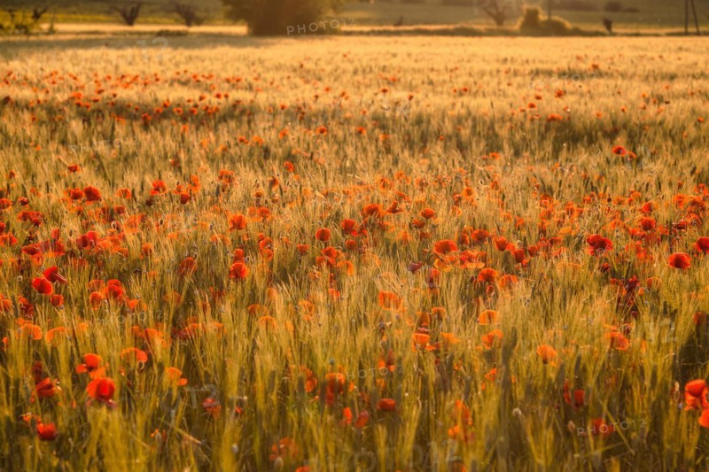 Field with poppy flowers