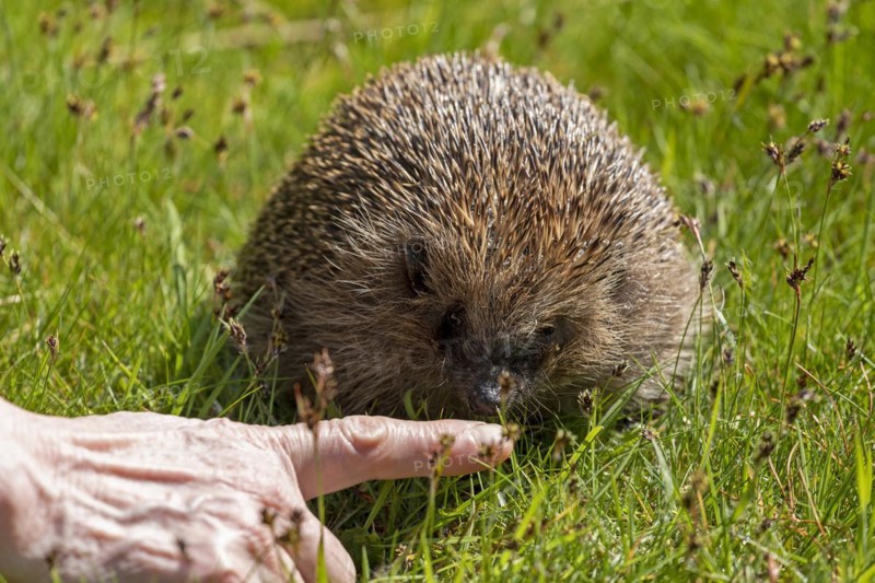 Hedgehog