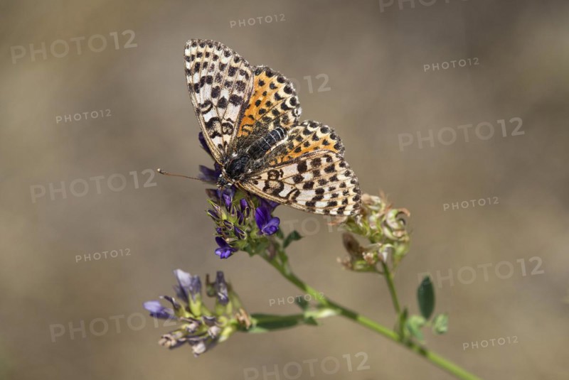 Spotted fritillary