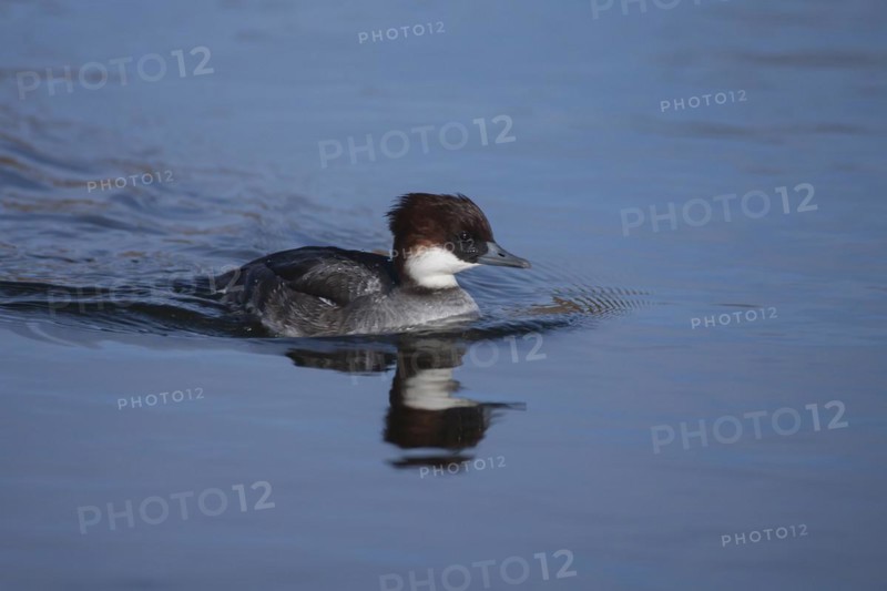 Smew