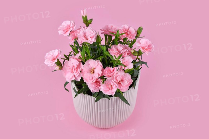 Beautiful pink