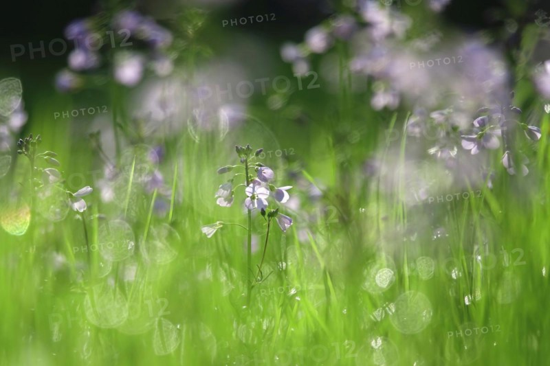 Meadowfoam in spring