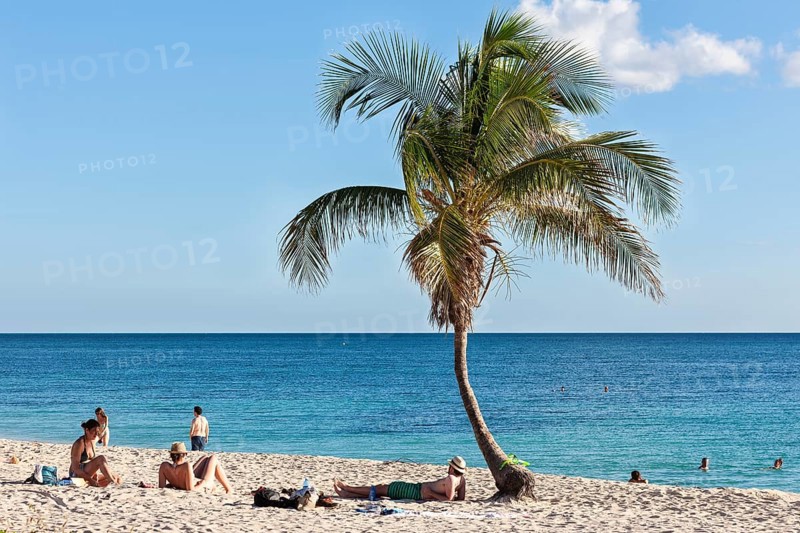 Palm tree