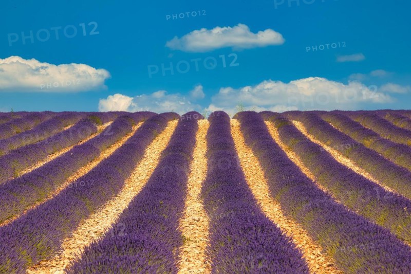 Flowering lavender
