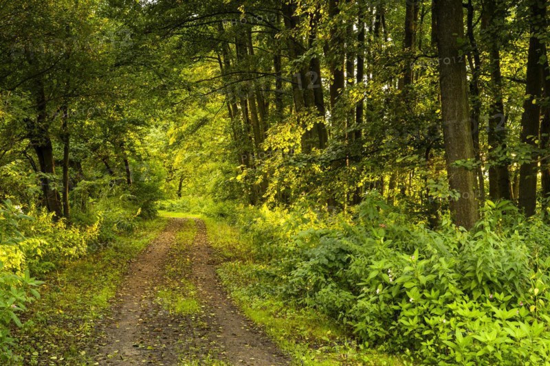 A forest path in the Roetelseeweiher bird sanctuary at golden hour
