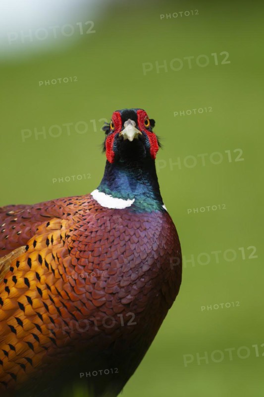 Common pheasant